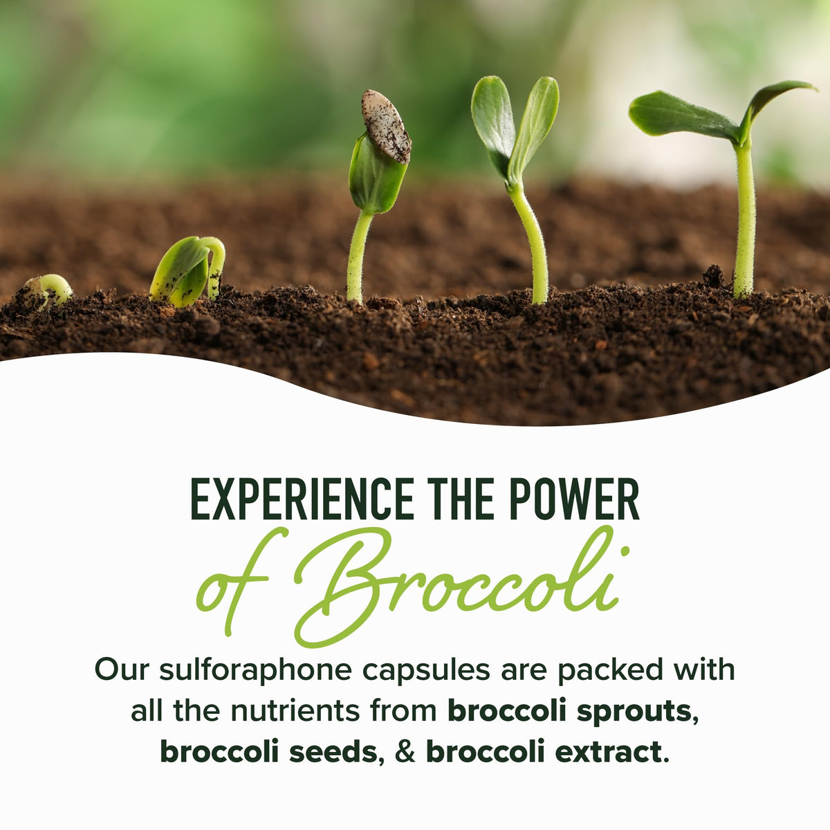 50MG Sulforaphane Supplement from Broccoli Sprouts | NRF2 Activation, Cellular Health & Immune Support | Glucoraphanin, Myrosinase & Antioxidants | Third-Party Tested - Maple Wellness Supplements