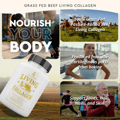 Ancestral Supplements Grass Fed Beef Living Collagen Nutritional Powder Supplement, 3000mg, Promotes Healthier, Younger Looking Skin, Hair, Nails and Joints, Type II, 180 Capsules - Maple Wellness Supplements