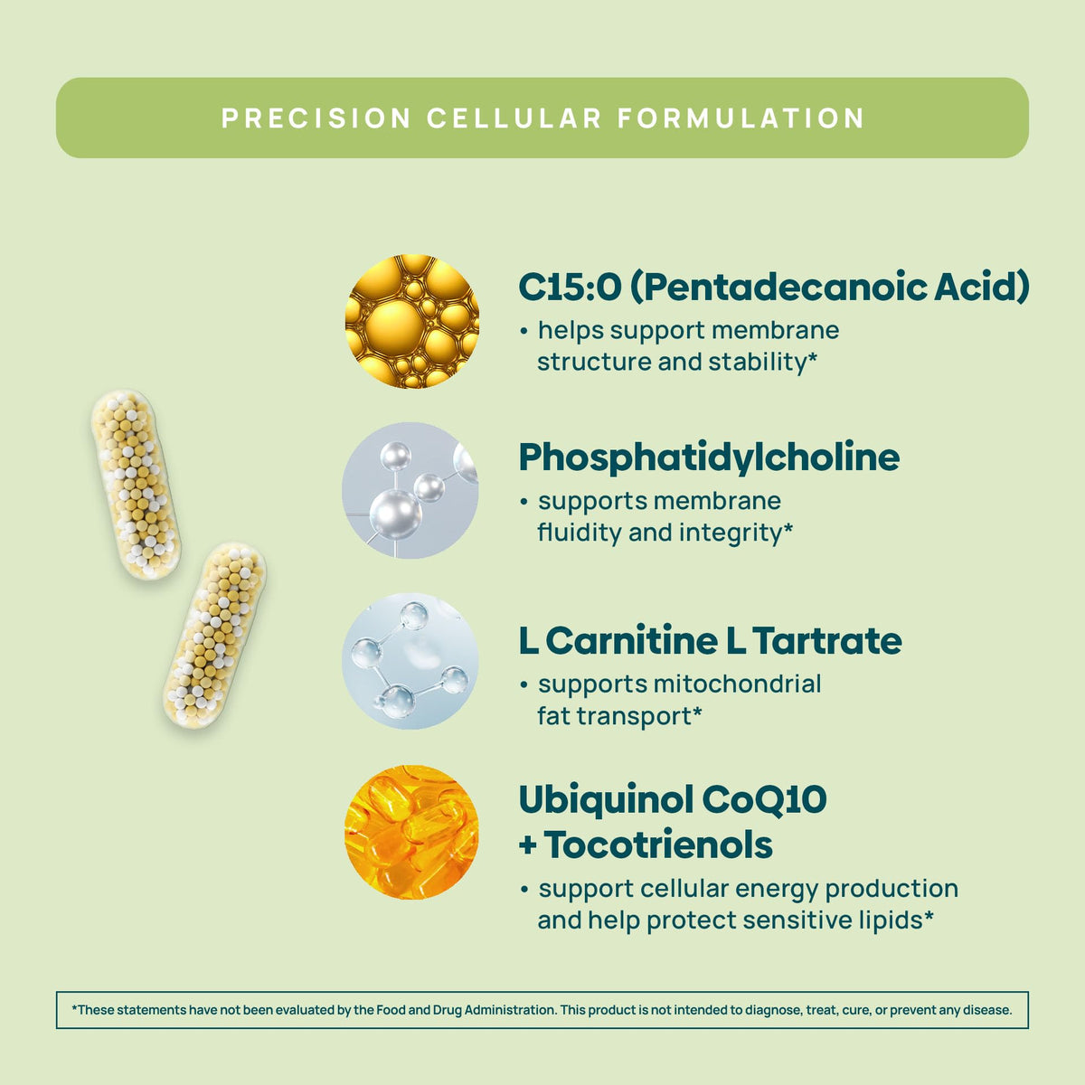 C15:0 Pentadecanoic Acid Supplement | Longevity, Cellular & Membrane Support, Micro-Granule Enhanced Absorption, Phosphatidylcholine, L-Carnitine, - Maple Wellness Supplements