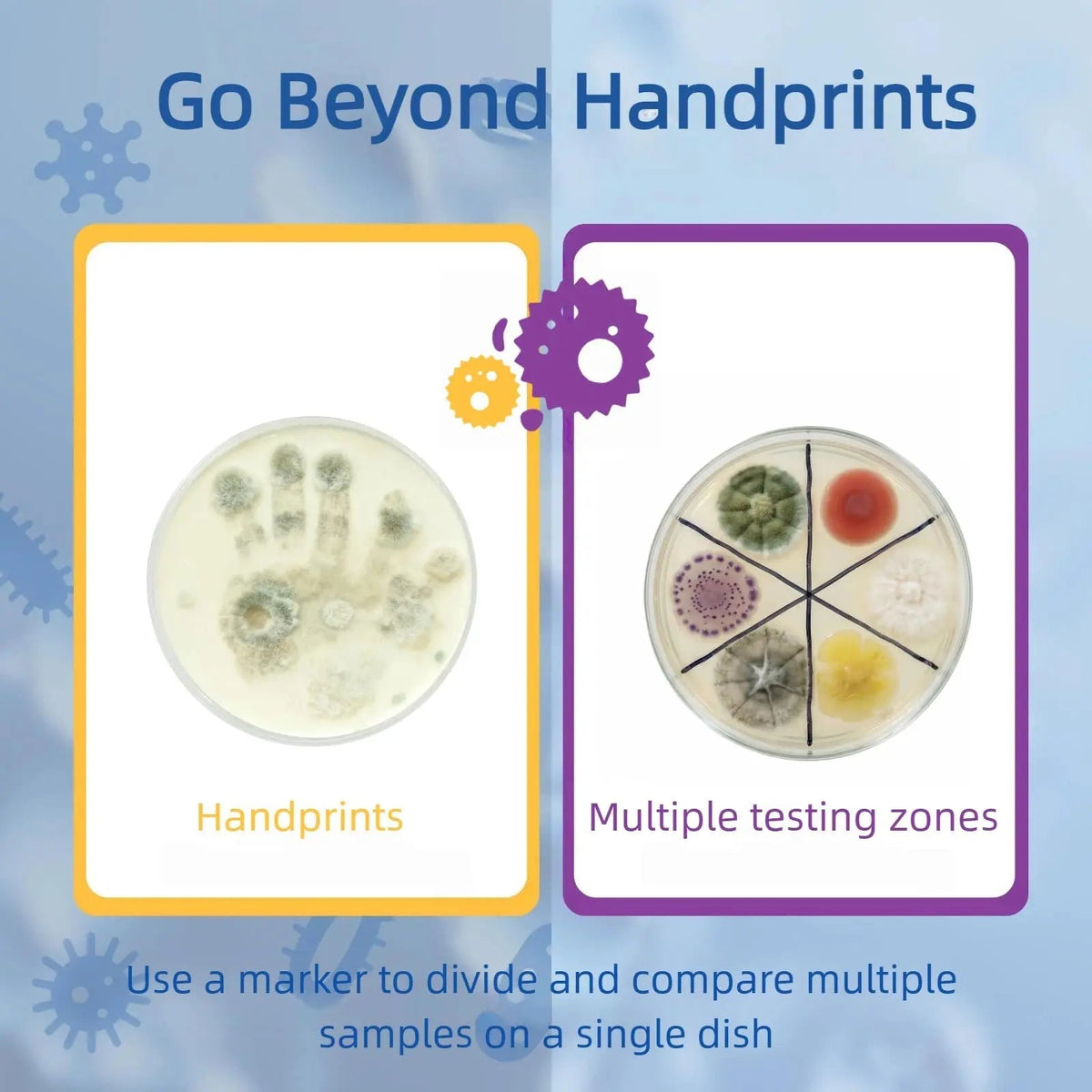 Giant Microbiology Bacteria Science Kit for Kids:2 XL 150mm Prepoured Nutrient Agar Plates, Petri Dishes with Agar & Colony Characteristics Poster for School Projects & Educational Gifts - Maple Wellness Supplements
