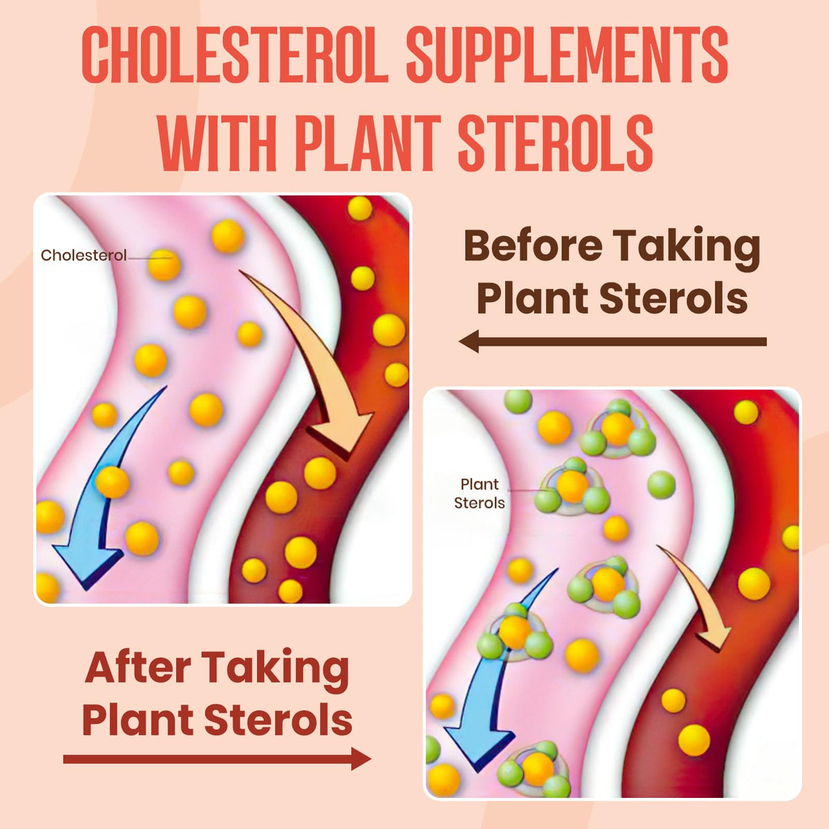 Glorithiventa Cholesterol & Booty Gummies Supplement Bundle - Plant Sterols & Stanols + CurvaBoost BBL Herb Blend & Creatine Monohydrate - Cholesterol Normal Level, Booty, Curves & Energy - Maple Wellness Supplements