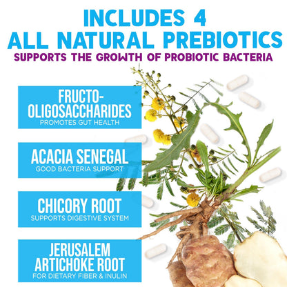 Probiotics 100 Billion CFU Per Serving - 10 Premium Strains + Prebiotics - Best Probiotic Supplement for Women & Men - Supports Immune, Digestive Health, - Maple Wellness Supplements